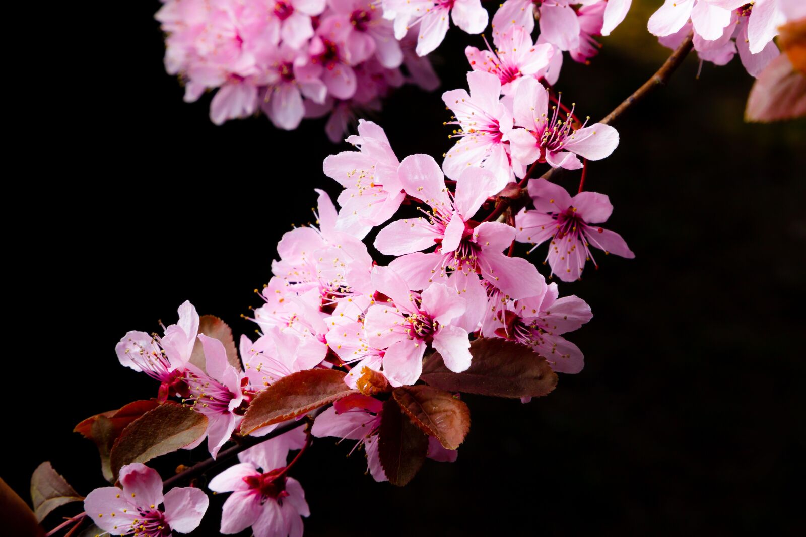 Canon EF 24-105mm F4L IS II USM sample photo. Flower, spring, joy photography