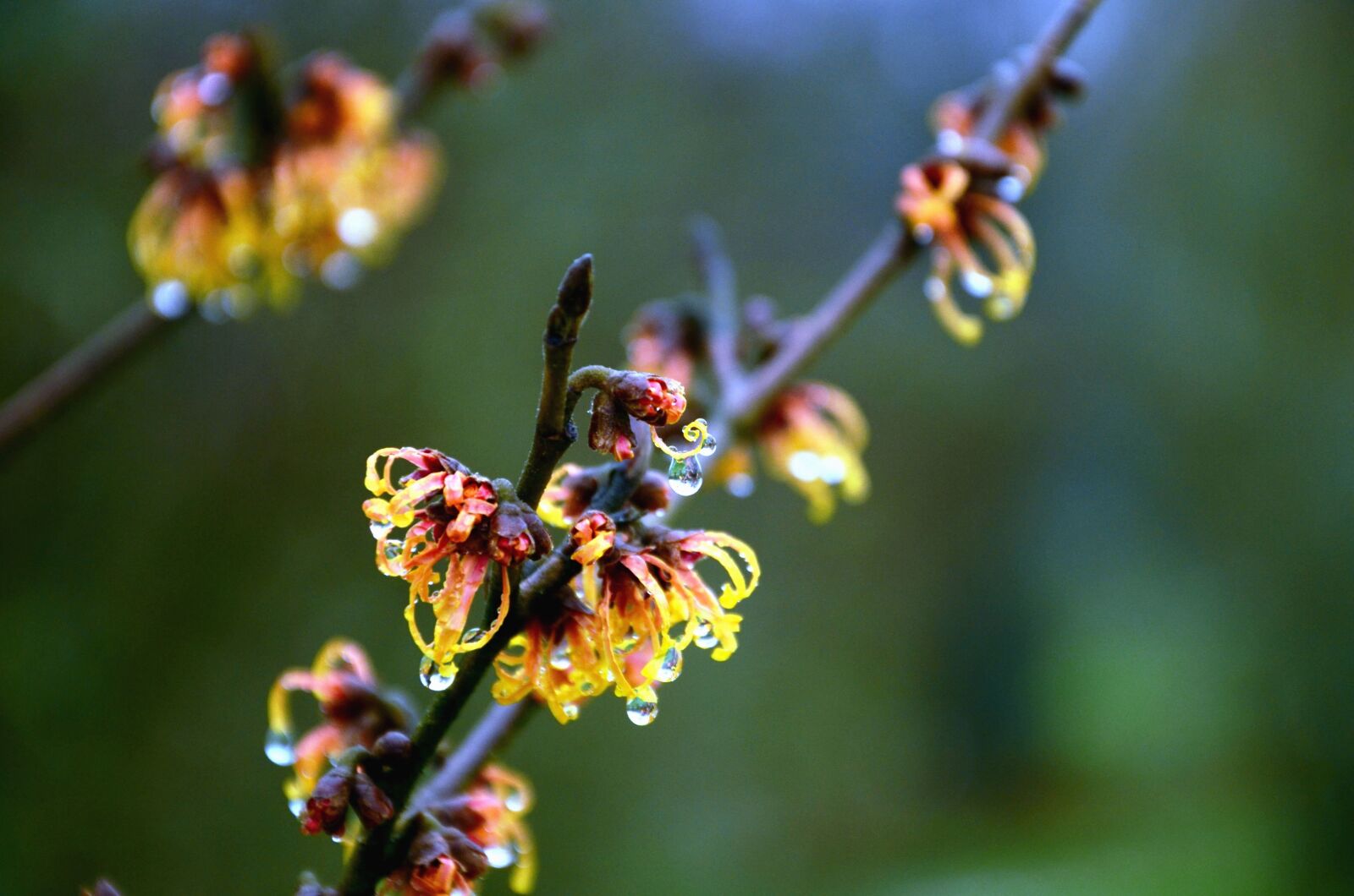 Nikon D5100 sample photo. Plant, water, wet, tree photography