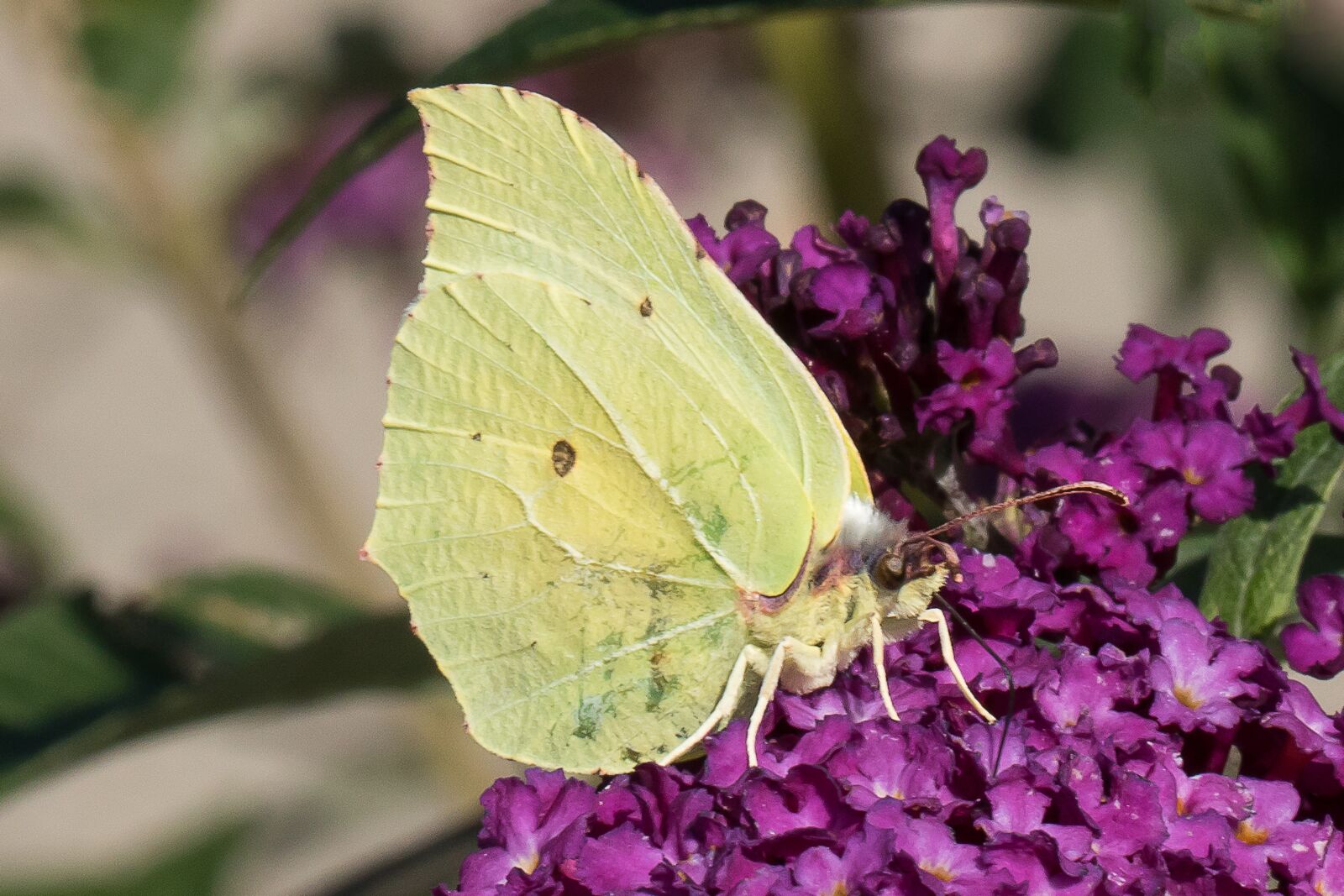 Canon EOS 760D (EOS Rebel T6s / EOS 8000D) + Canon EF 100mm F2.8L Macro IS USM sample photo. Butterfly, yellow, wings photography