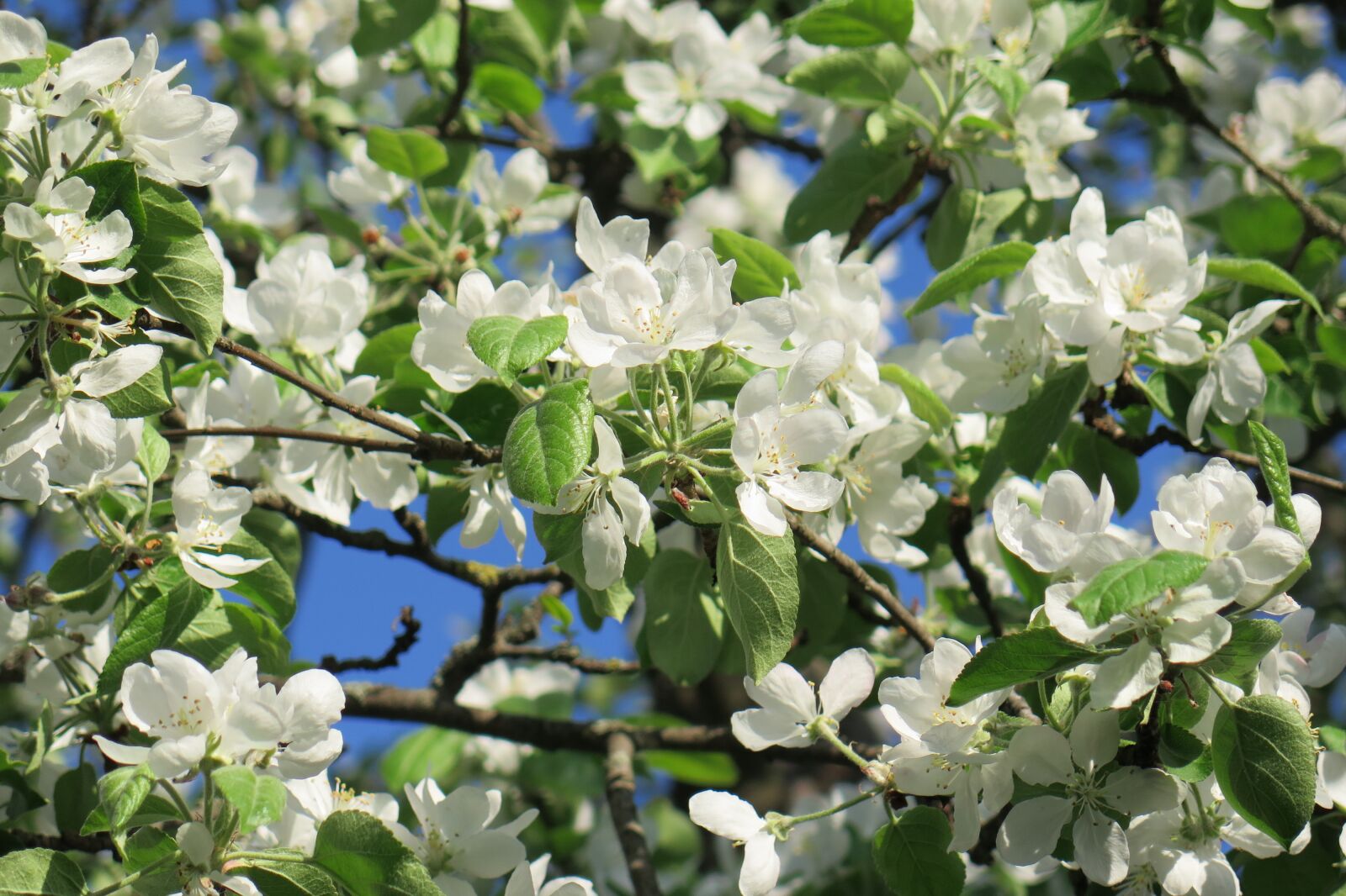Canon PowerShot G16 sample photo. Apple tree, spring photography