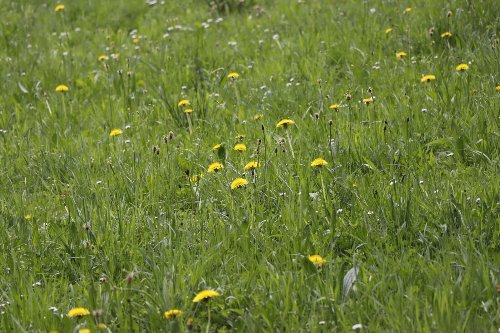 Canon EOS 77D (EOS 9000D / EOS 770D) sample photo. Meadow, roe deer, yellow photography
