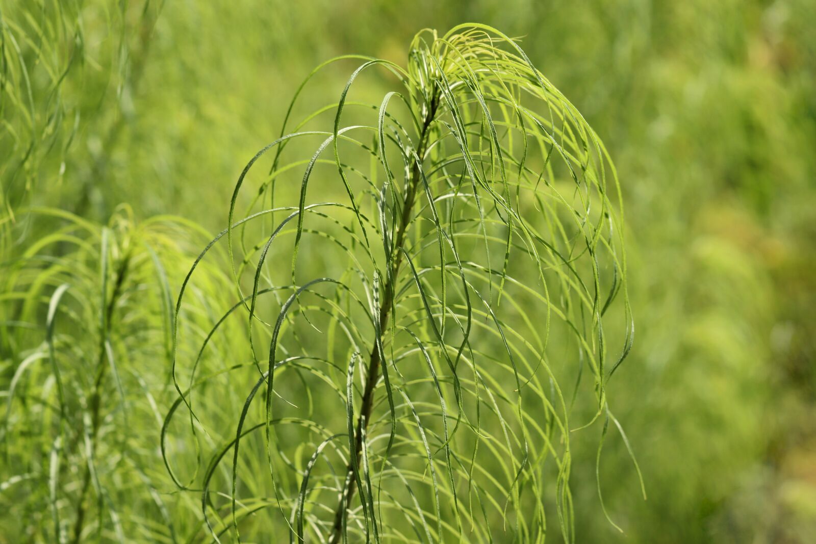 Canon EOS 800D (EOS Rebel T7i / EOS Kiss X9i) sample photo. Grasses, aquatic plants, reed photography