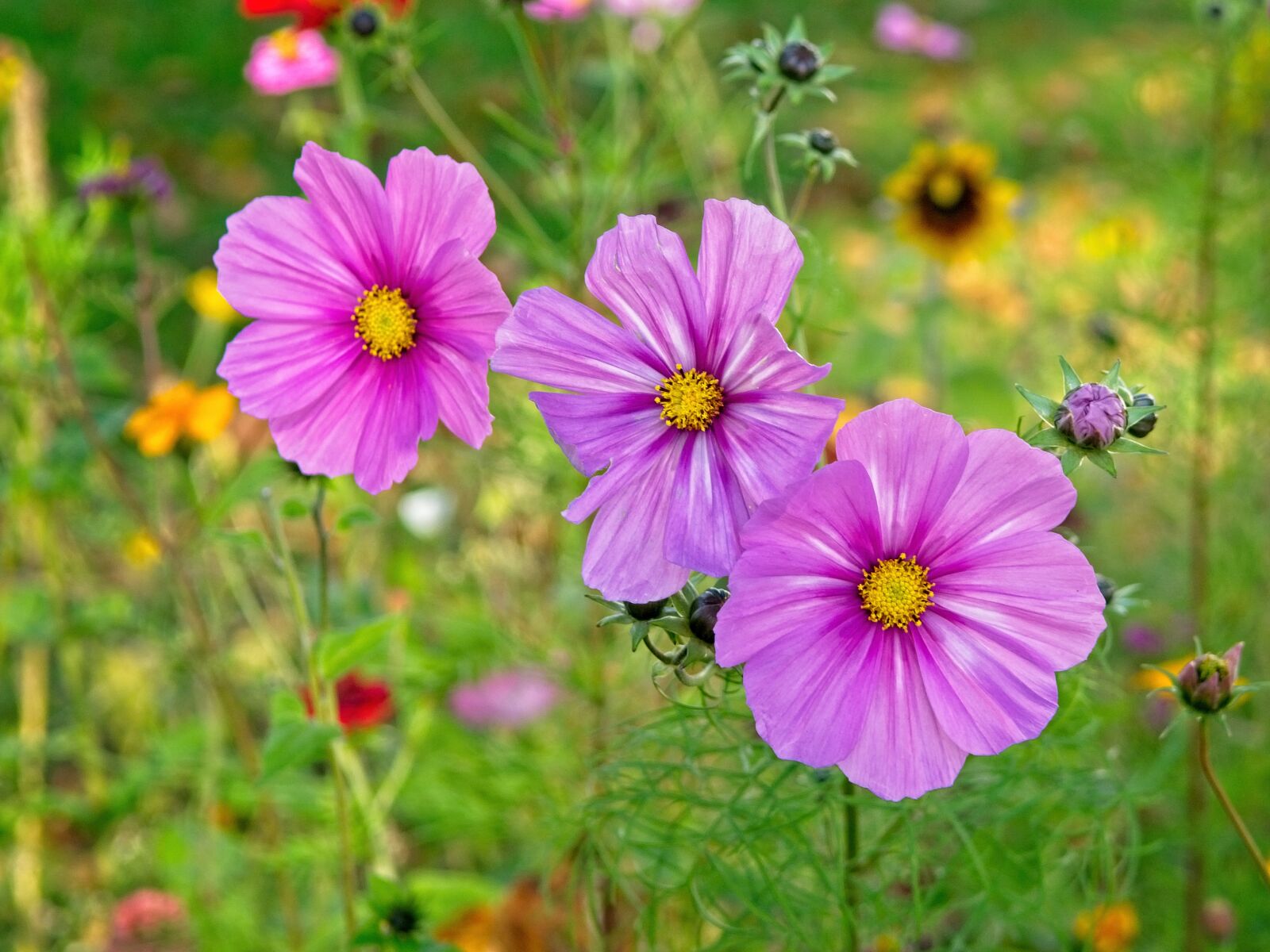 Nikon D7100 sample photo. Autumn flower, blossom, bloom photography