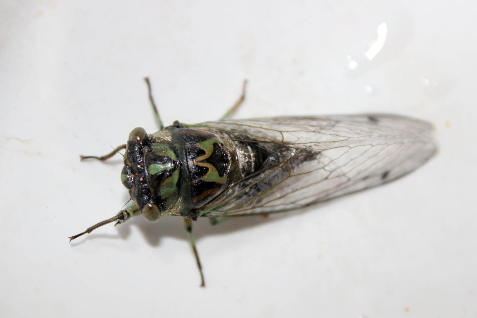 Canon EOS 600D (Rebel EOS T3i / EOS Kiss X5) sample photo. Cicada, insect, nature photography