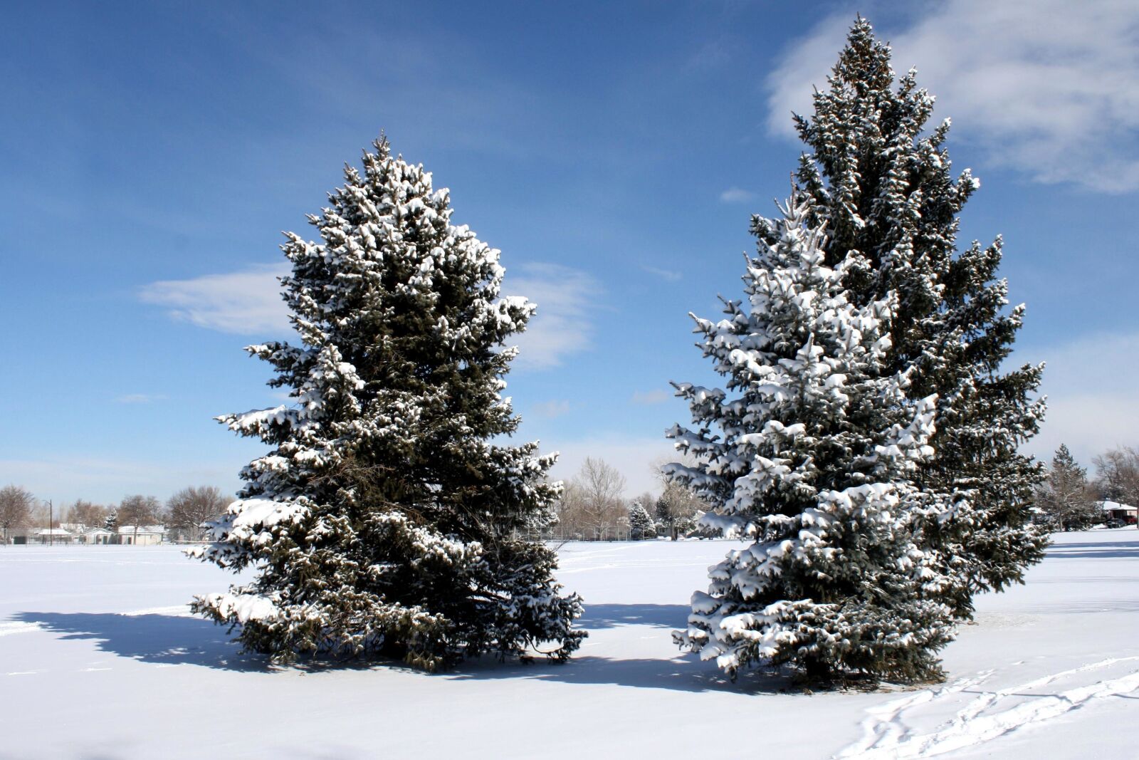 f/3.5-5.6 IS sample photo. Conifer trees, pine trees photography