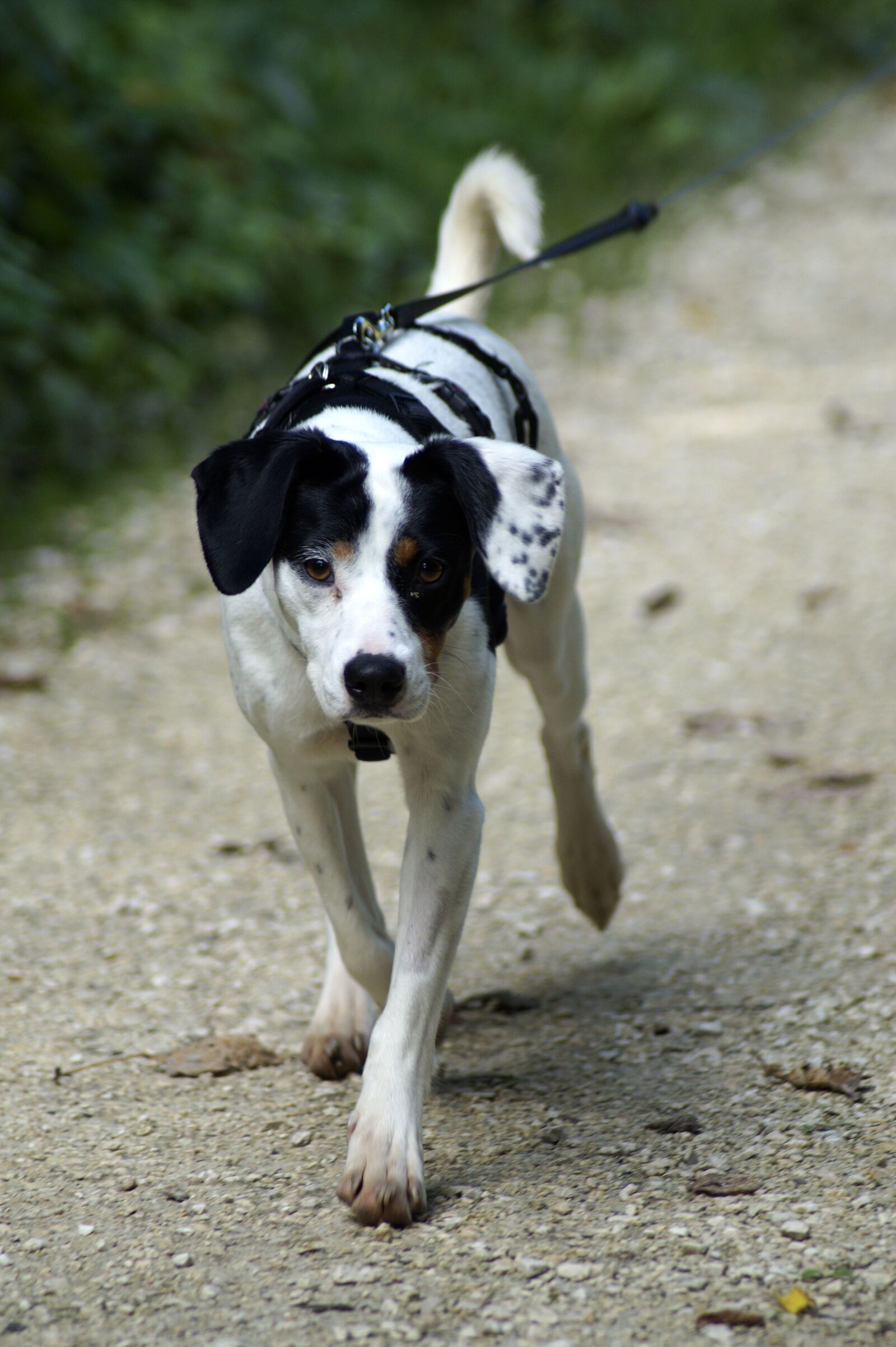Sony SLT-A58 sample photo. Dog, dog on a photography