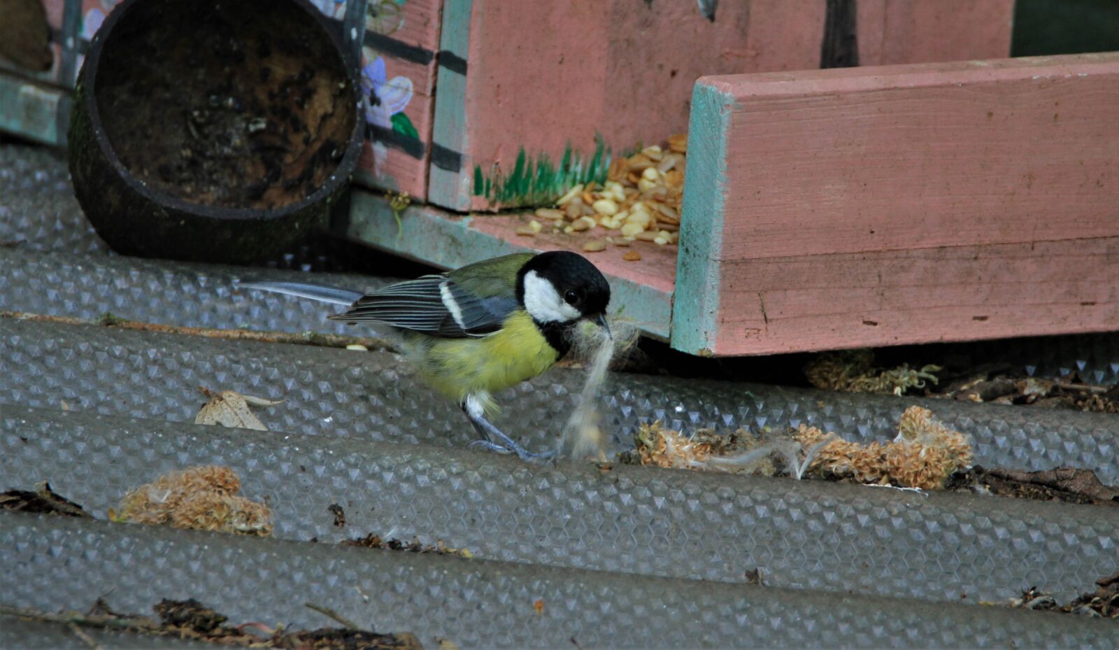 Tamron SP 150-600mm F5-6.3 Di VC USD sample photo. Tit, bird, songbird photography