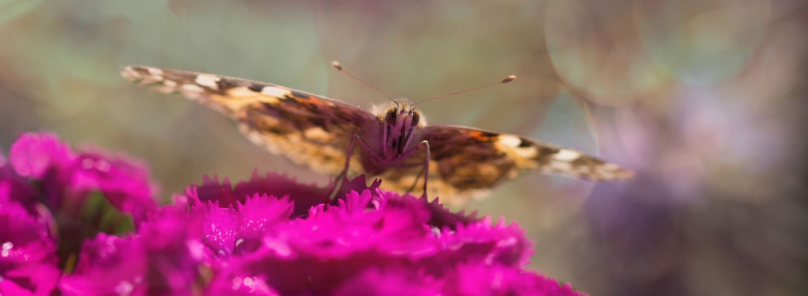 Sony SLT-A77 + 105mm F2.8 sample photo. Vanessa cardui, butterfly, insect photography