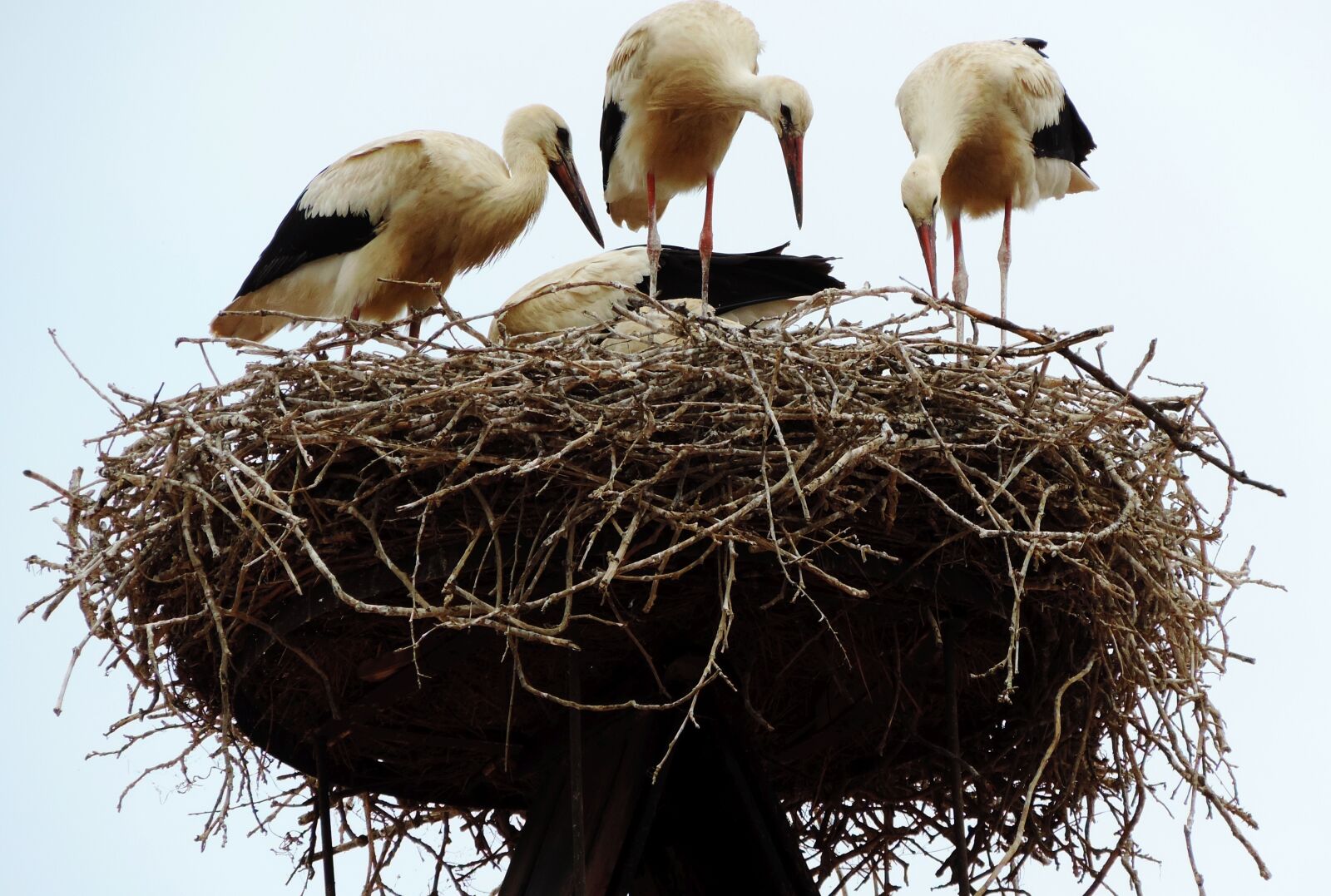 Nikon Coolpix P520 sample photo. Rust, lake neusiedl, stork photography