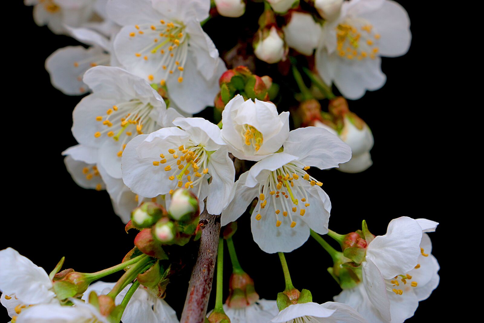 Canon EOS 70D sample photo. Flower, cherry, white photography