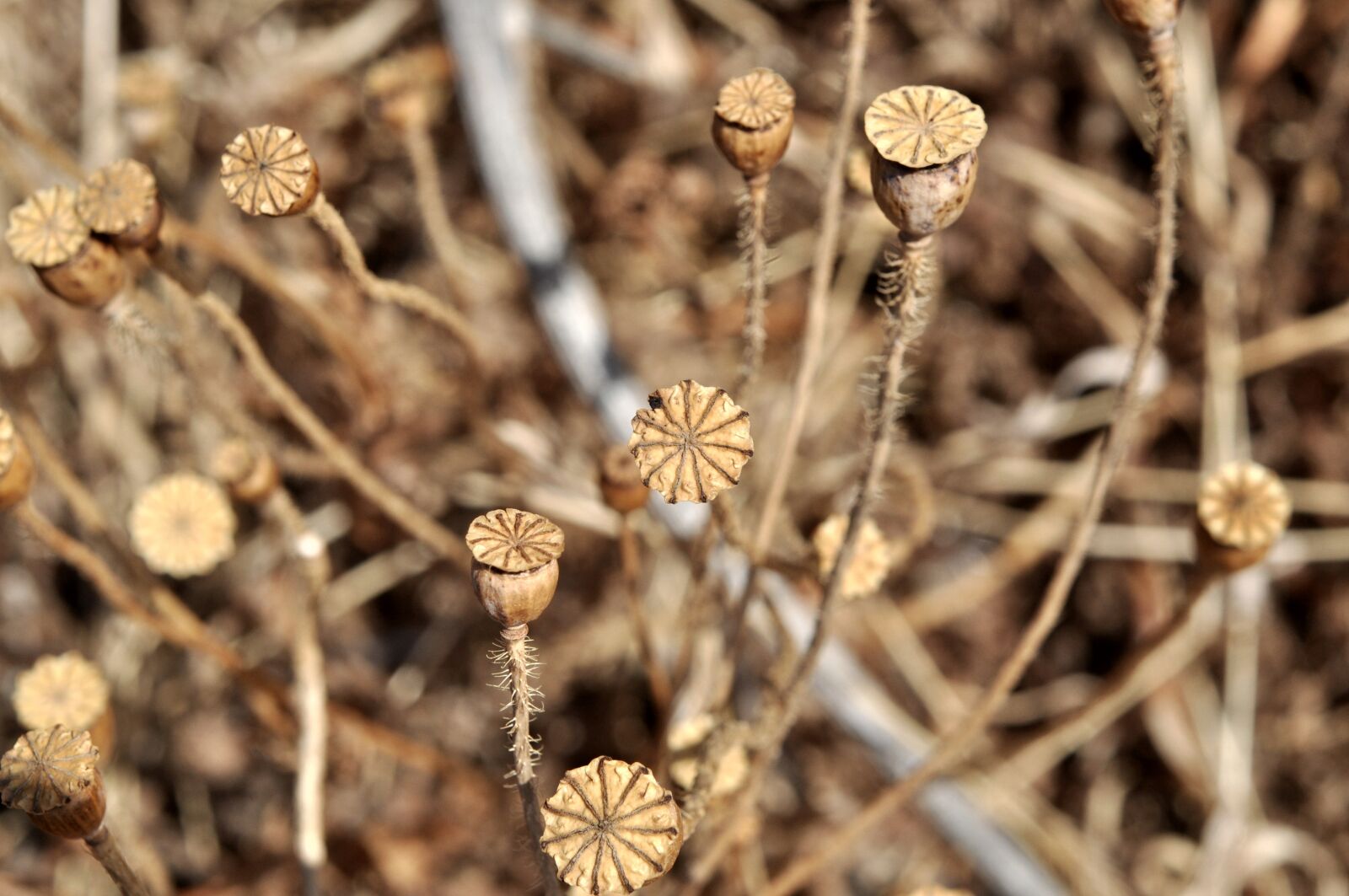 Nikon D5000 sample photo. Poppy, encapsulate, poppy-capsules photography