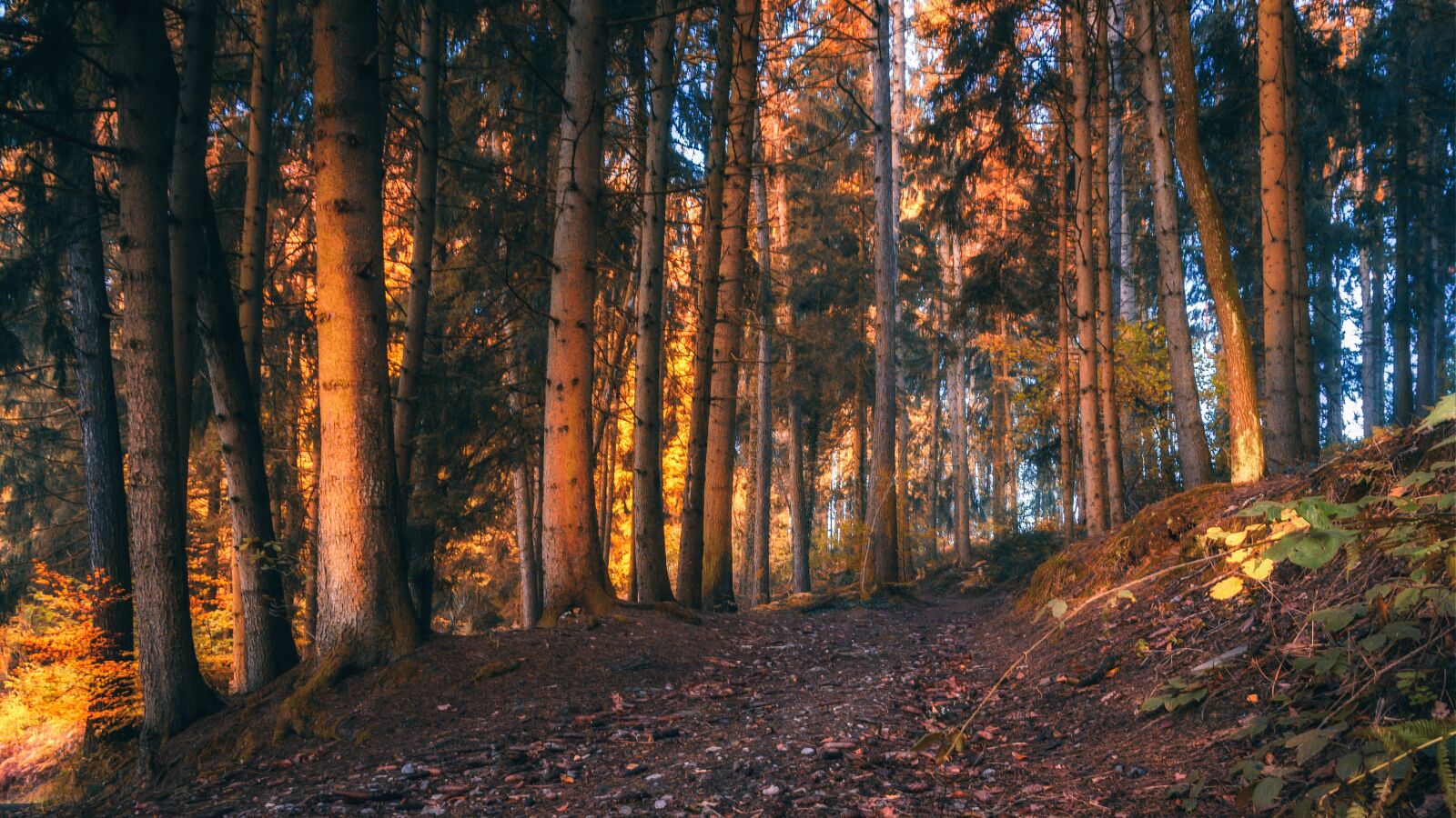 Nikon Z6 sample photo. Forest, trees, nature photography
