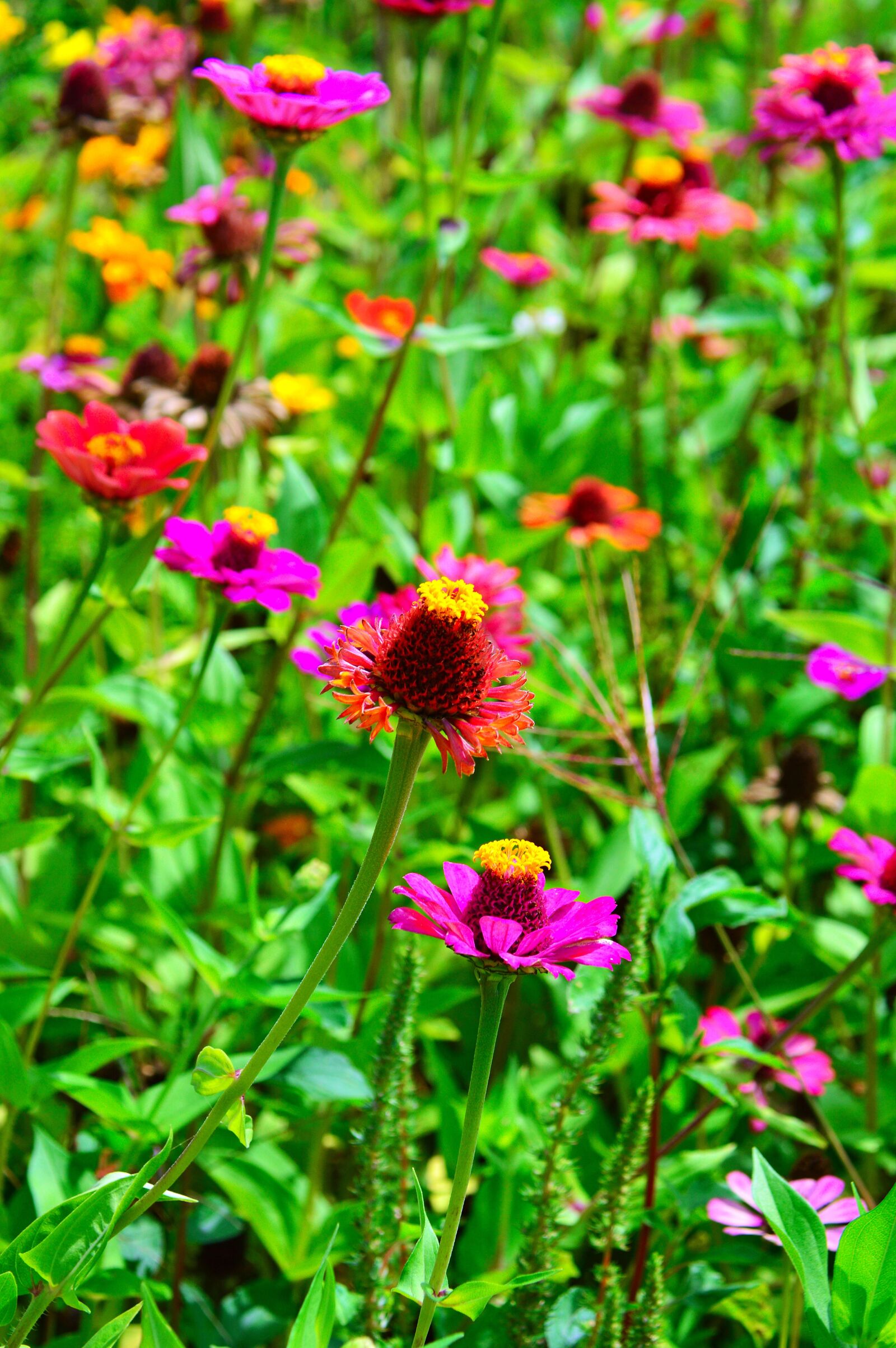 Nikon D3200 sample photo. Color, summer, flowers photography