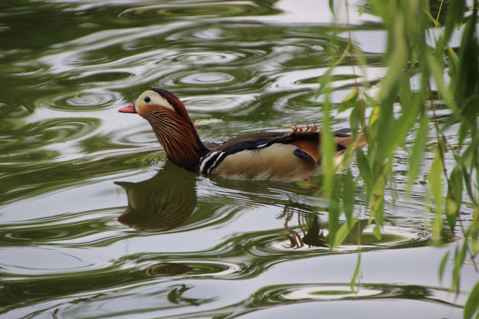 Canon EOS 600D (Rebel EOS T3i / EOS Kiss X5) sample photo. Mandarin duck, bird, water photography