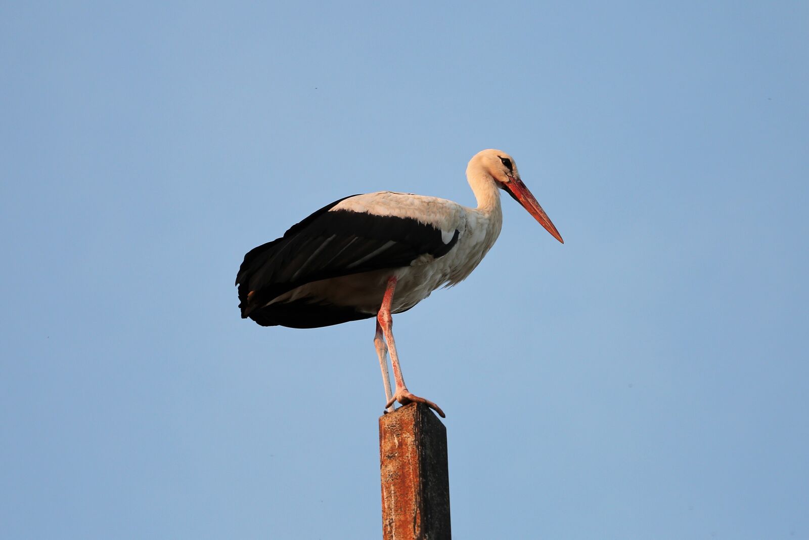 Canon EF 70-300 F4-5.6 IS II USM sample photo. Stork, bird, animal photography