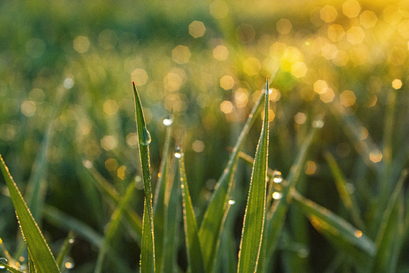 Nikon D7100 sample photo. Grass, green, nature photography