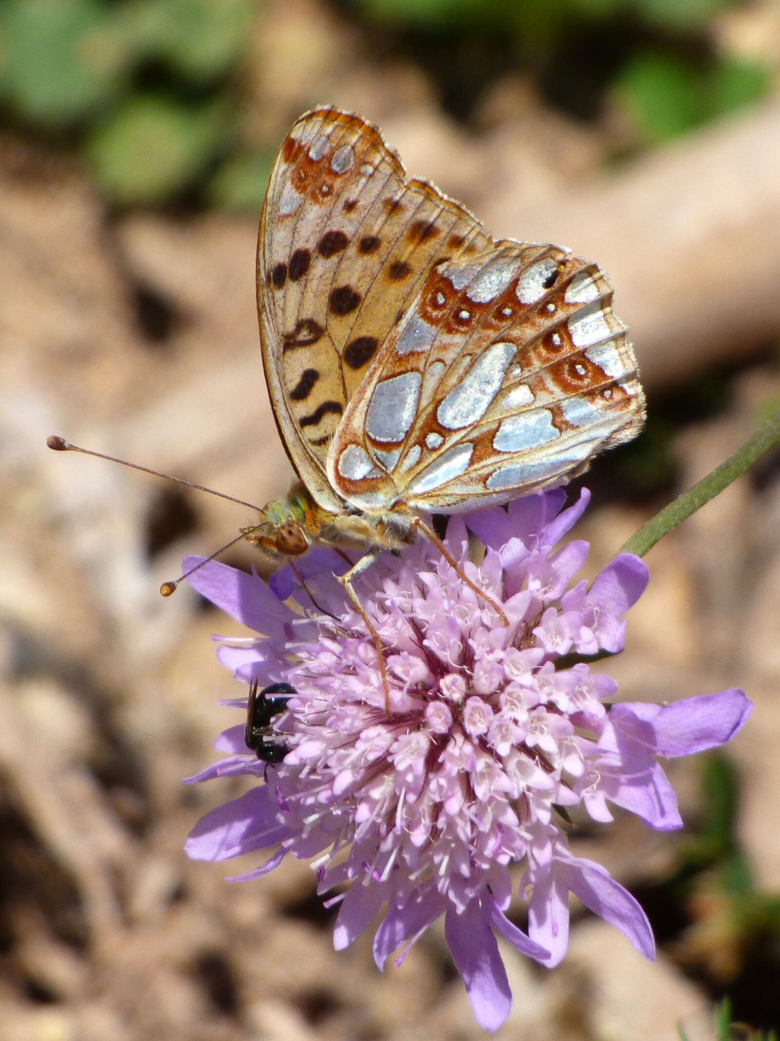 Panasonic Lumix DMC-FZ70 sample photo. Butterfly, wild flower, libar photography