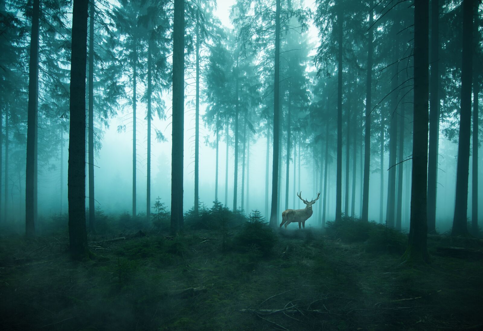 Nikon D5300 sample photo. Forest, hirsch, nature photography