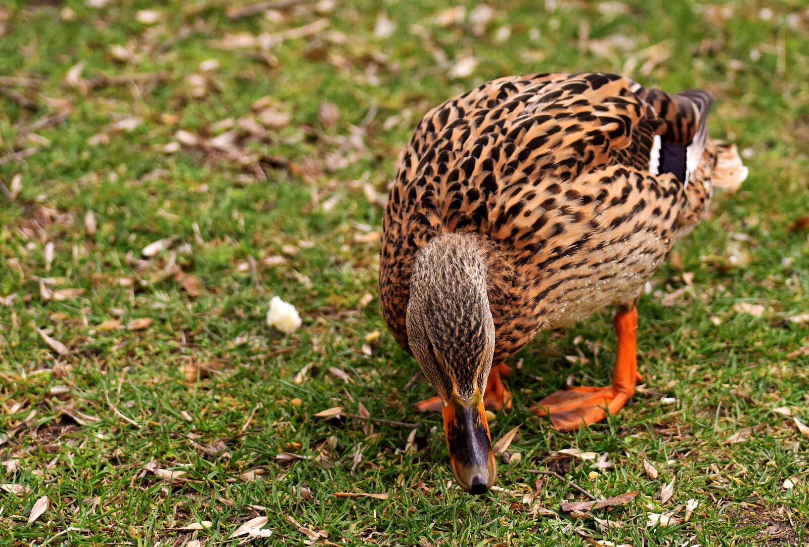 Nikon D7200 sample photo. Mallard, cute, nature photography
