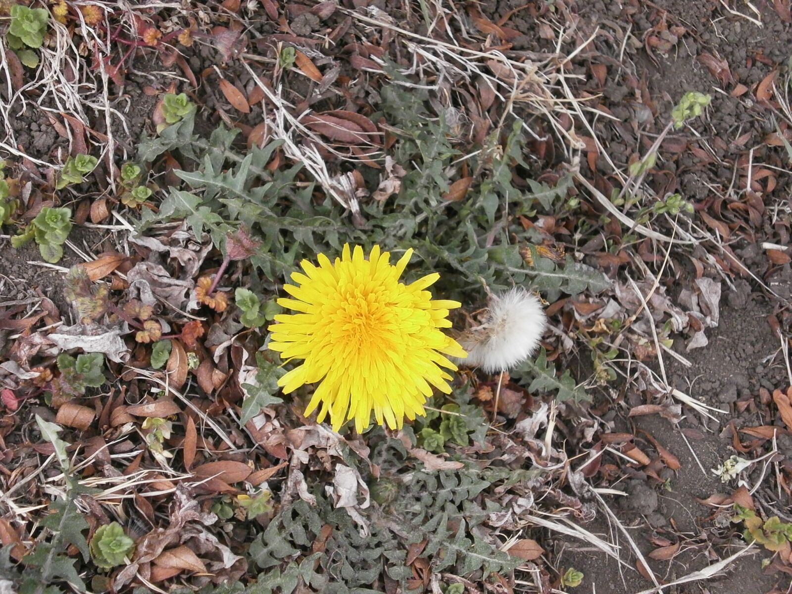 Olympus VG110,D700 sample photo. Dandelion, flowers, yellow photography