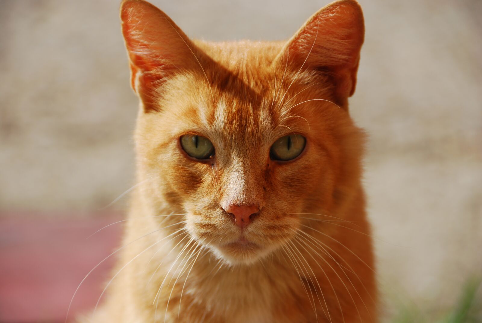 Nikon D80 sample photo. Red, animal, portrait of photography