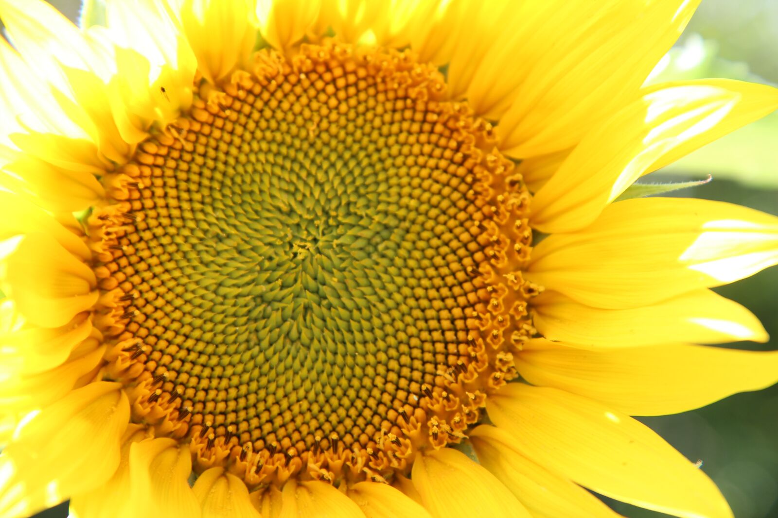 Canon EOS 600D (Rebel EOS T3i / EOS Kiss X5) sample photo. Sunflower, flower sun, flower photography