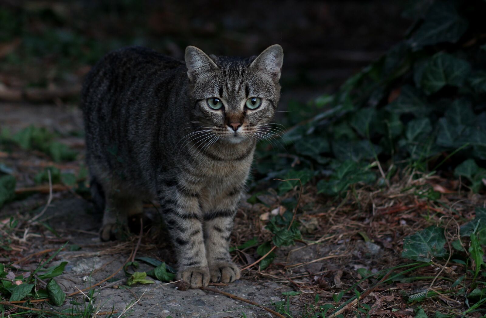 Canon EOS 700D (EOS Rebel T5i / EOS Kiss X7i) + Canon EF 85mm F1.8 USM sample photo. Cat, stripes, gray photography