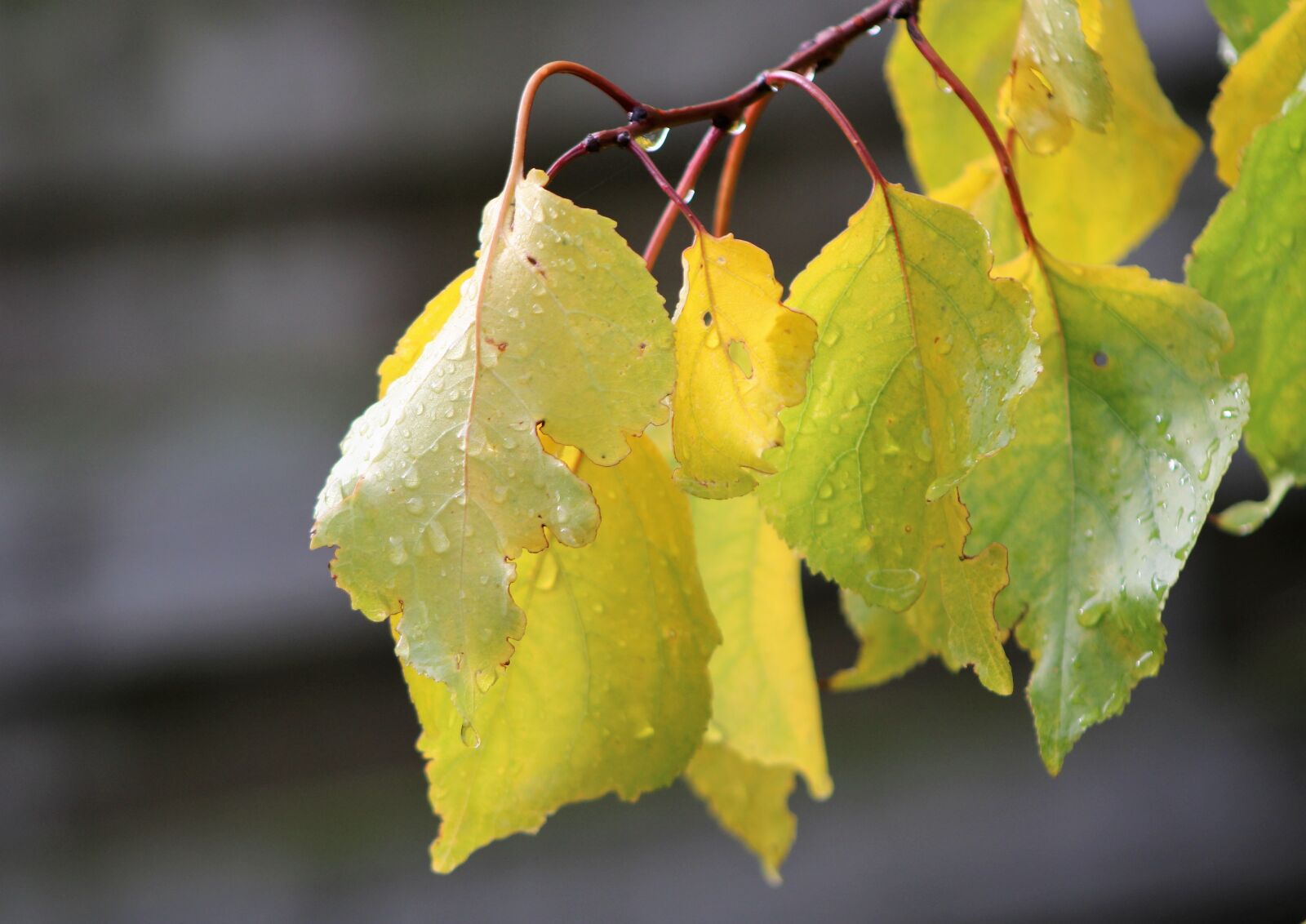 Canon EOS 2000D (EOS Rebel T7 / EOS Kiss X90 / EOS 1500D) sample photo. Leaves, autumn, water drop photography
