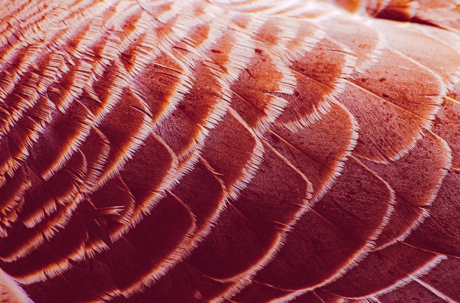 Pentax K-30 sample photo. Feather, structure, texture photography