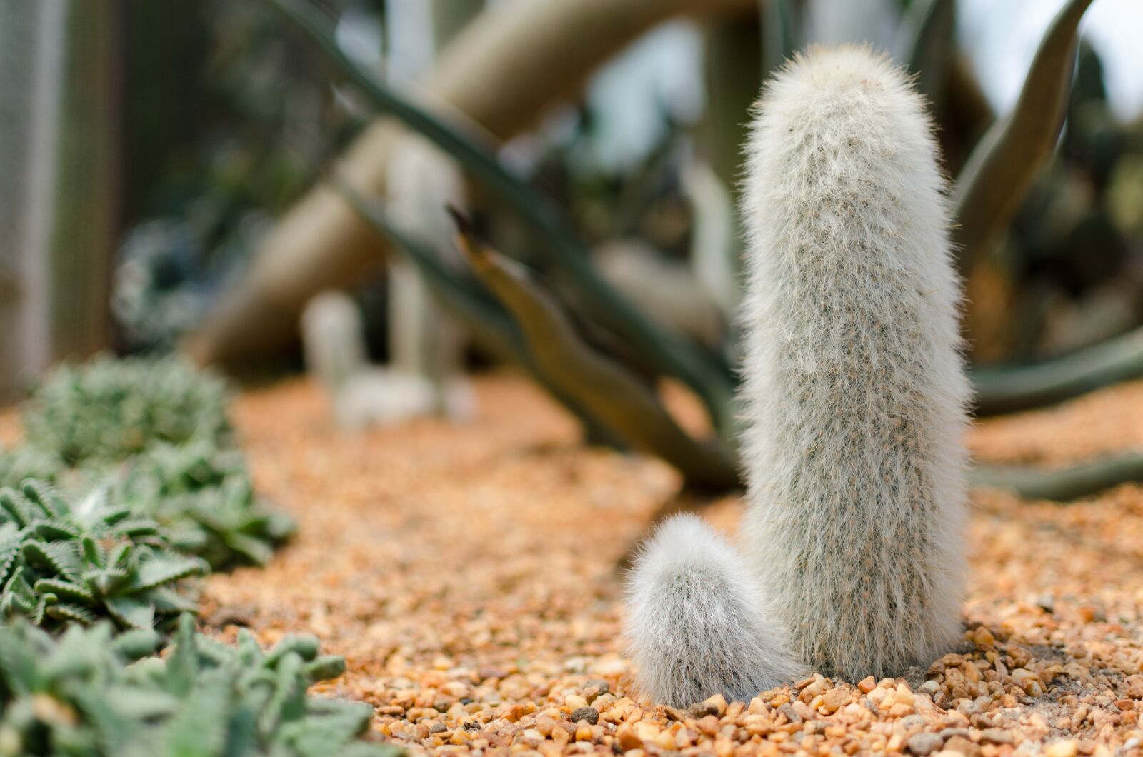 Nikon D5100 sample photo. Cactus, gardens by the photography