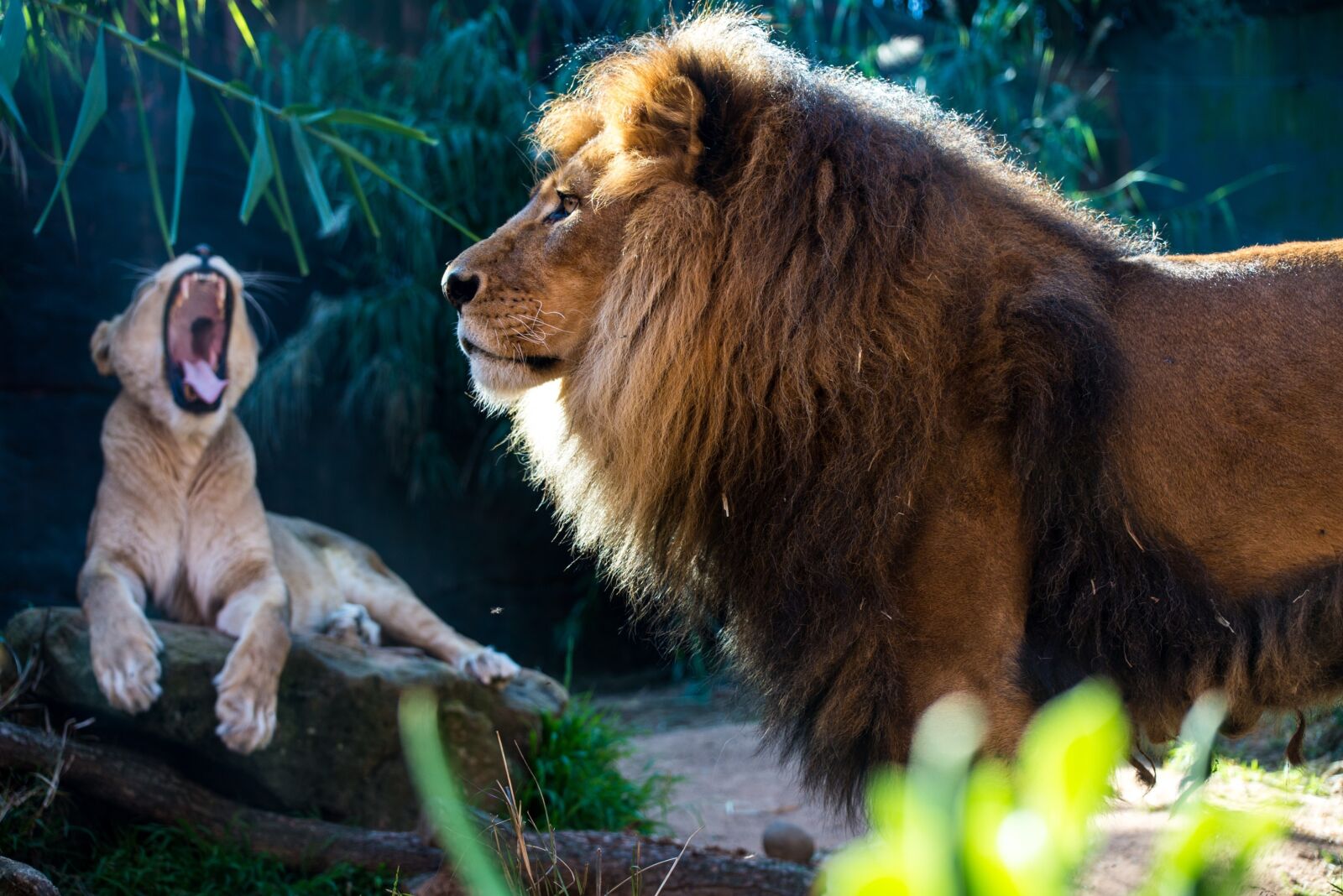 Nikon D600 sample photo. Lion, lioness, mammal photography