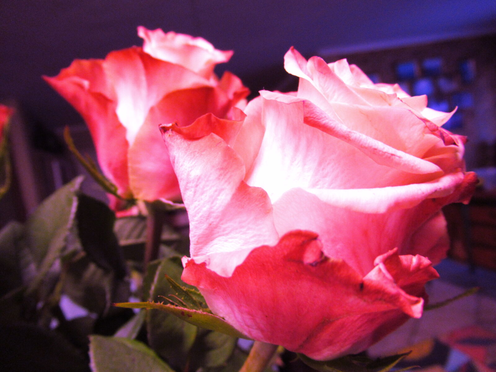 Canon PowerShot SX620 HS sample photo. Flower, flowers, garden, grow photography