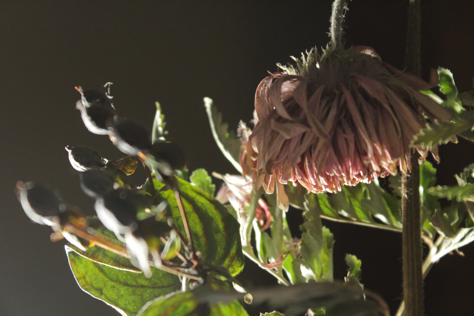 Canon EOS 1200D (EOS Rebel T5 / EOS Kiss X70 / EOS Hi) sample photo. Cold, flower, green, pink photography