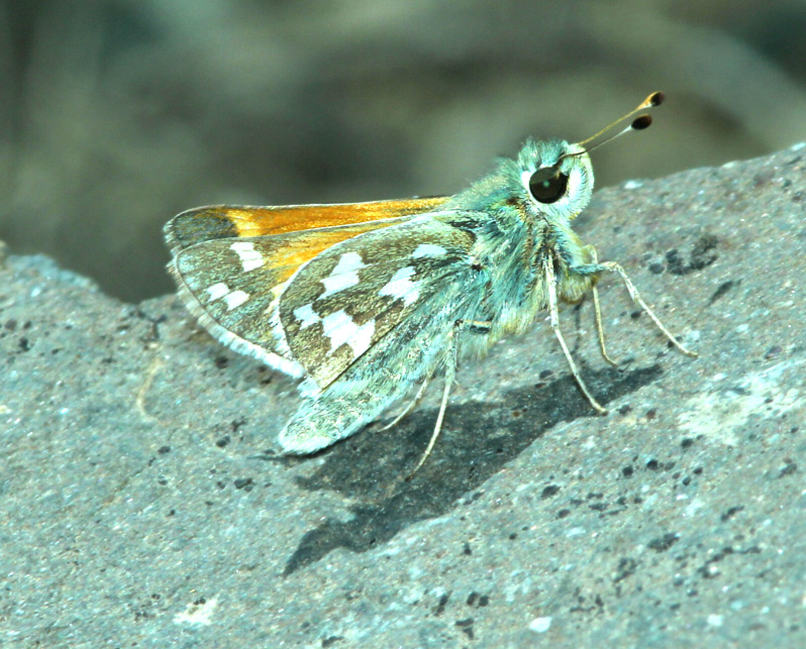Canon EF 300mm F4L IS USM sample photo