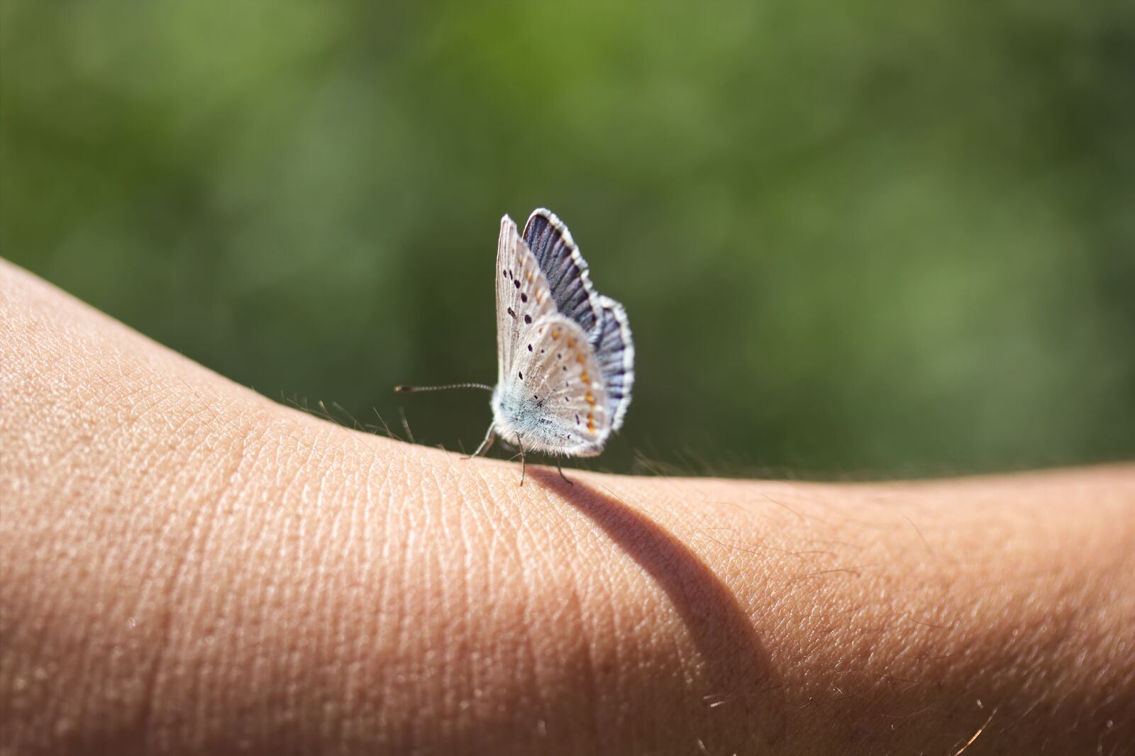 Canon EF-S 60mm F2.8 Macro USM sample photo. Nature, insect, butterfly photography