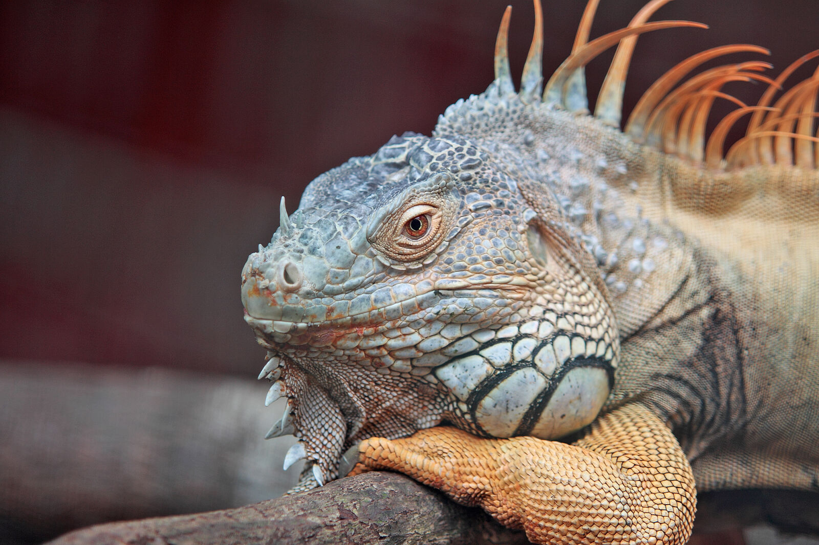 Canon EOS 50D sample photo. Animal, pet, lizard, reptile photography