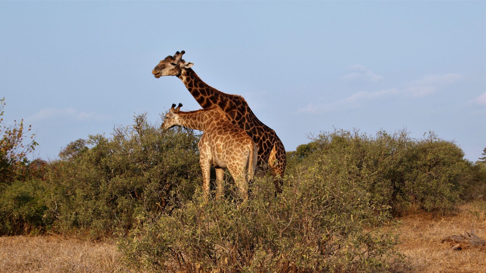 Olympus E-420 (EVOLT E-420) sample photo. Giraffe, animal, africa photography