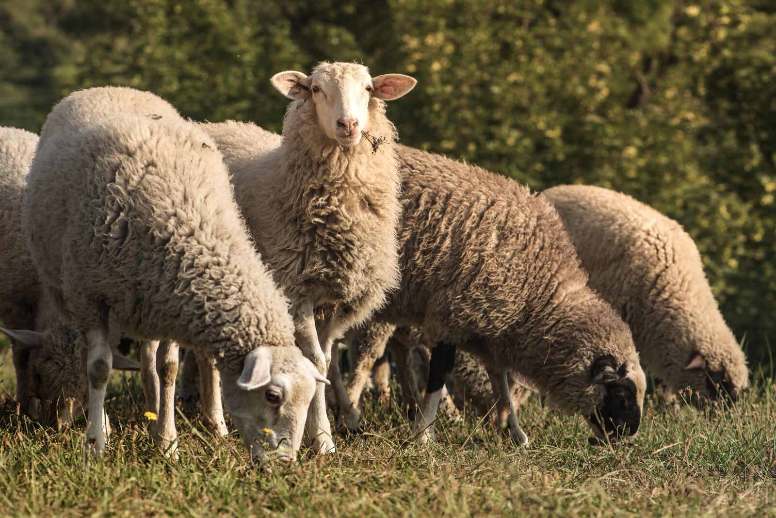 Nikon D750 sample photo. Lamb, sheep, graze photography