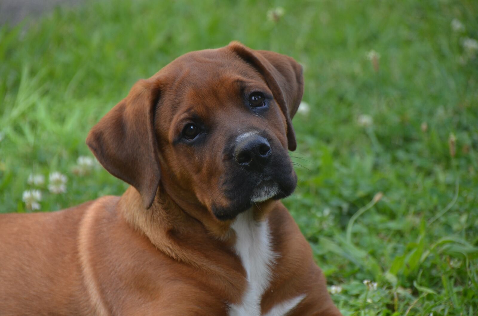 Nikon D7000 sample photo. Dog, puppy, pet photography