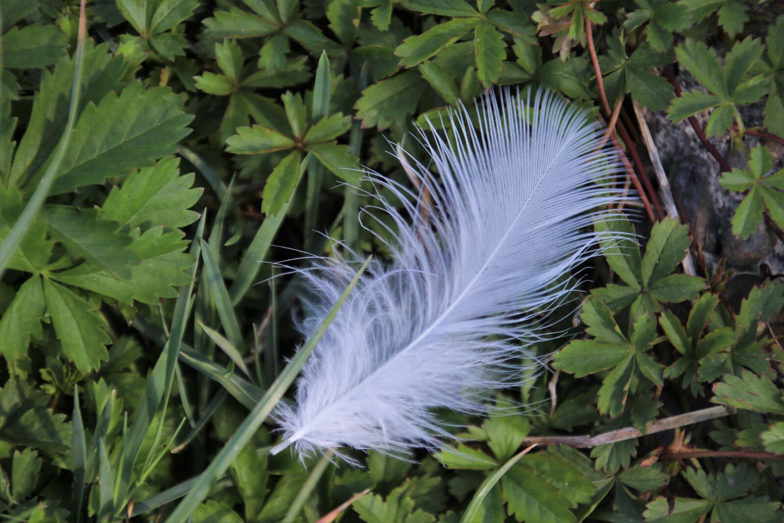 Canon EOS 80D sample photo. Nature, grass, white photography