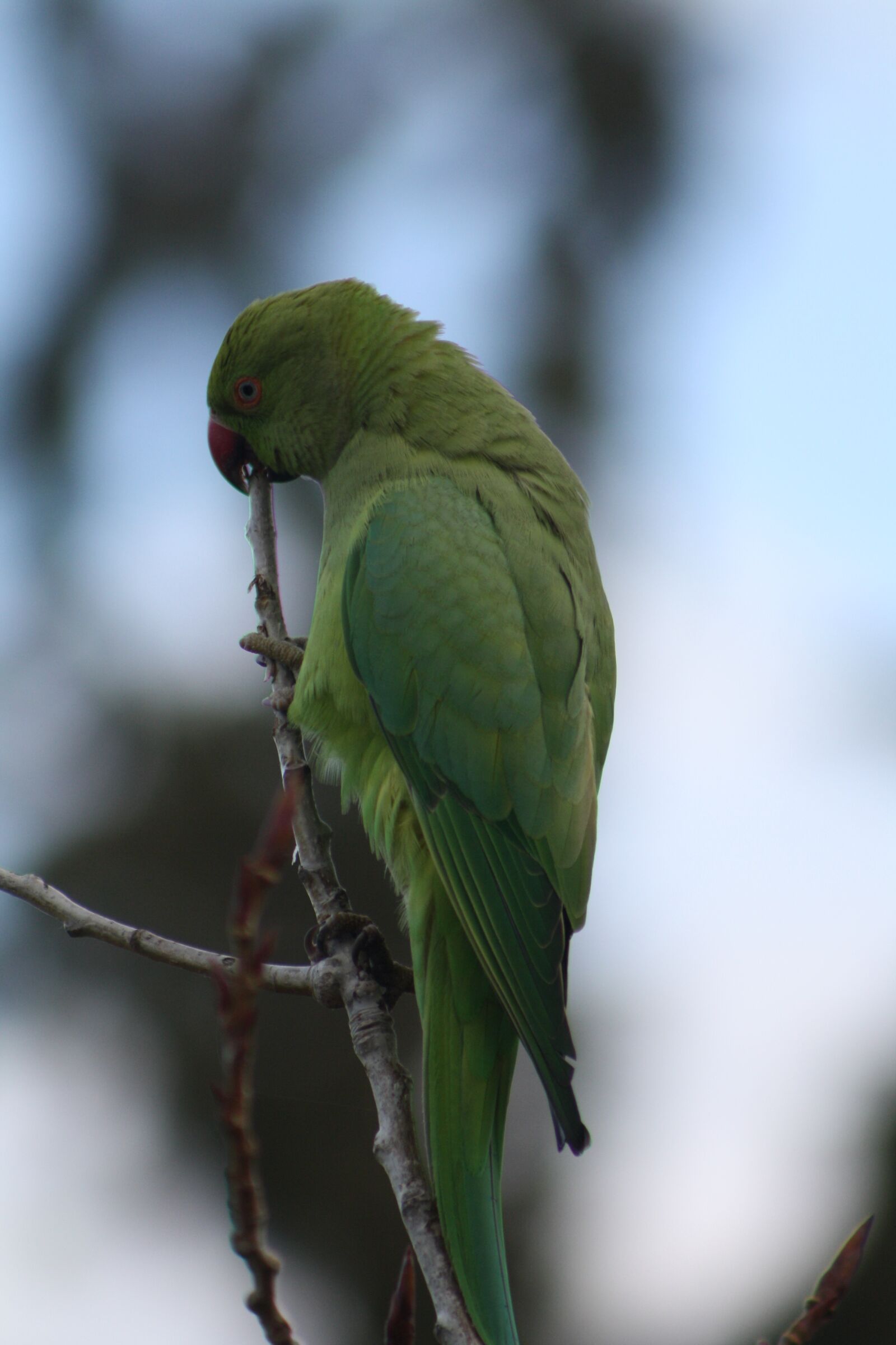 Canon EOS 1000D (EOS Digital Rebel XS / EOS Kiss F) sample photo. Parrot, rose-ringed parakeet, bird photography