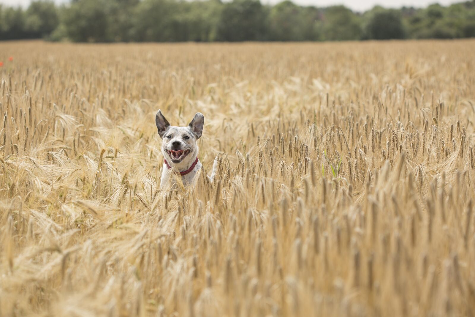 Canon EOS 5D Mark III + Canon EF 100mm F2.8 Macro USM sample photo. Dog, fun, play photography