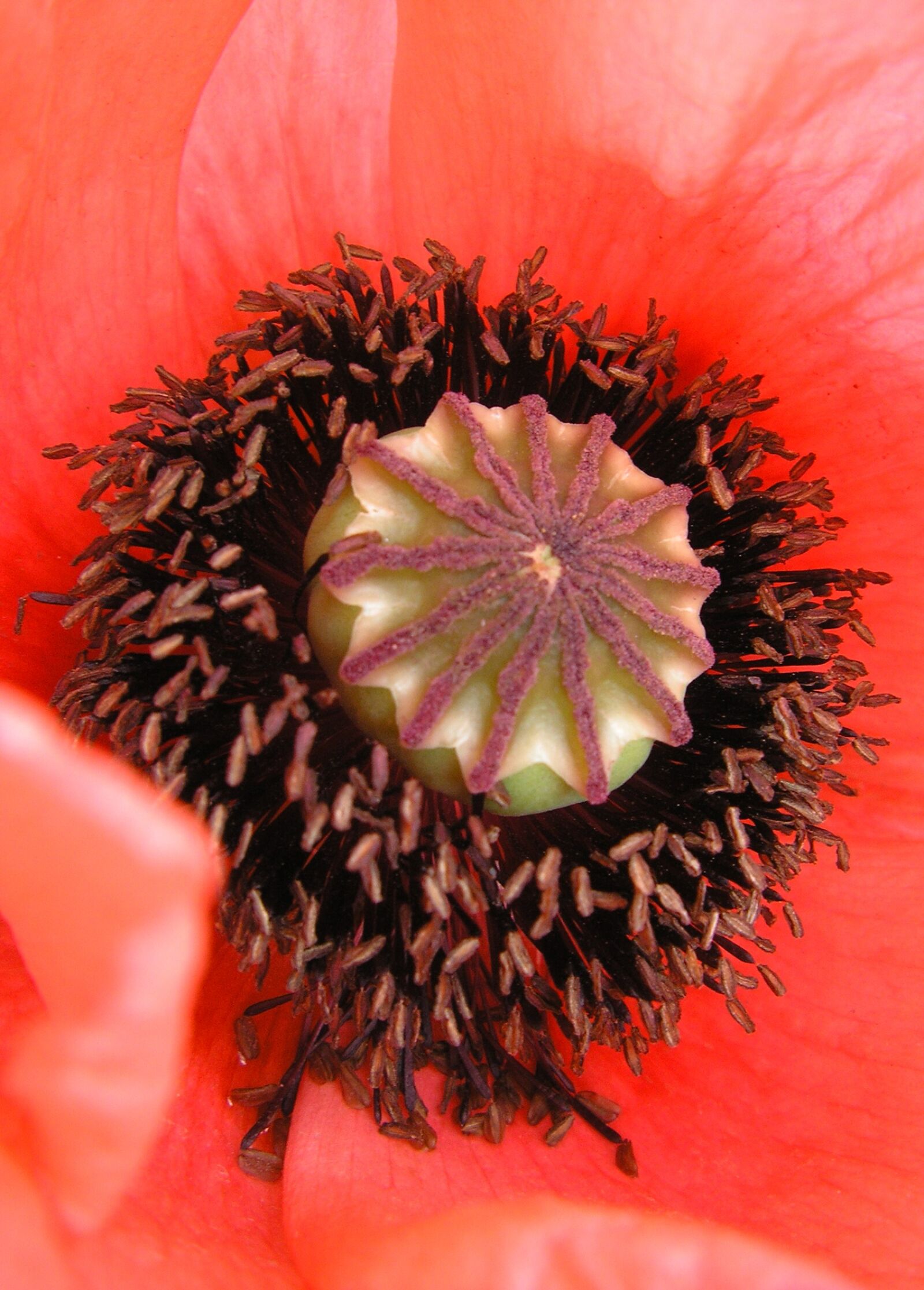 Olympus IR-300 sample photo. Poppy, flower, red poppy photography