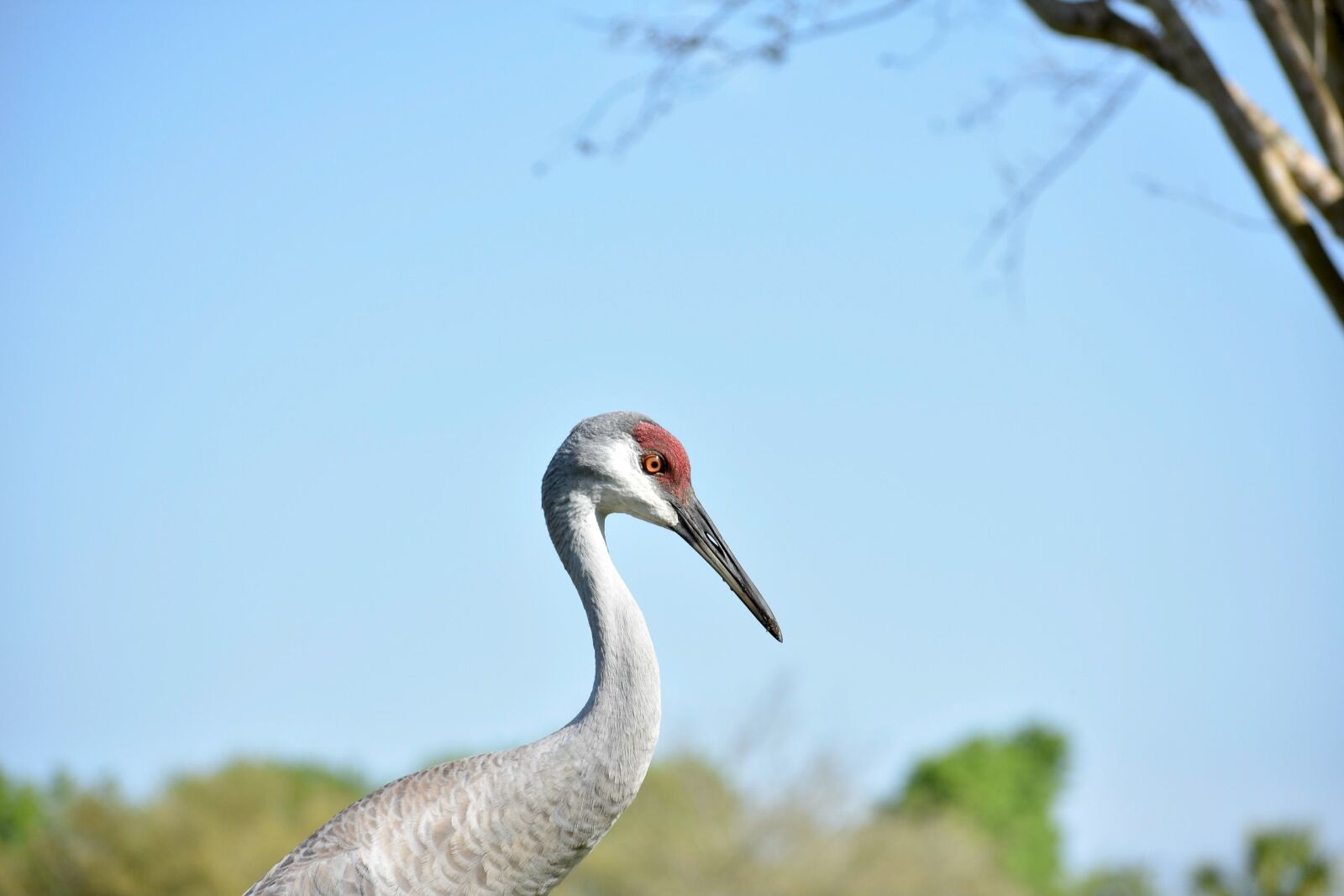 Nikon D3400 sample photo. Birds, crane, sandhill crane photography
