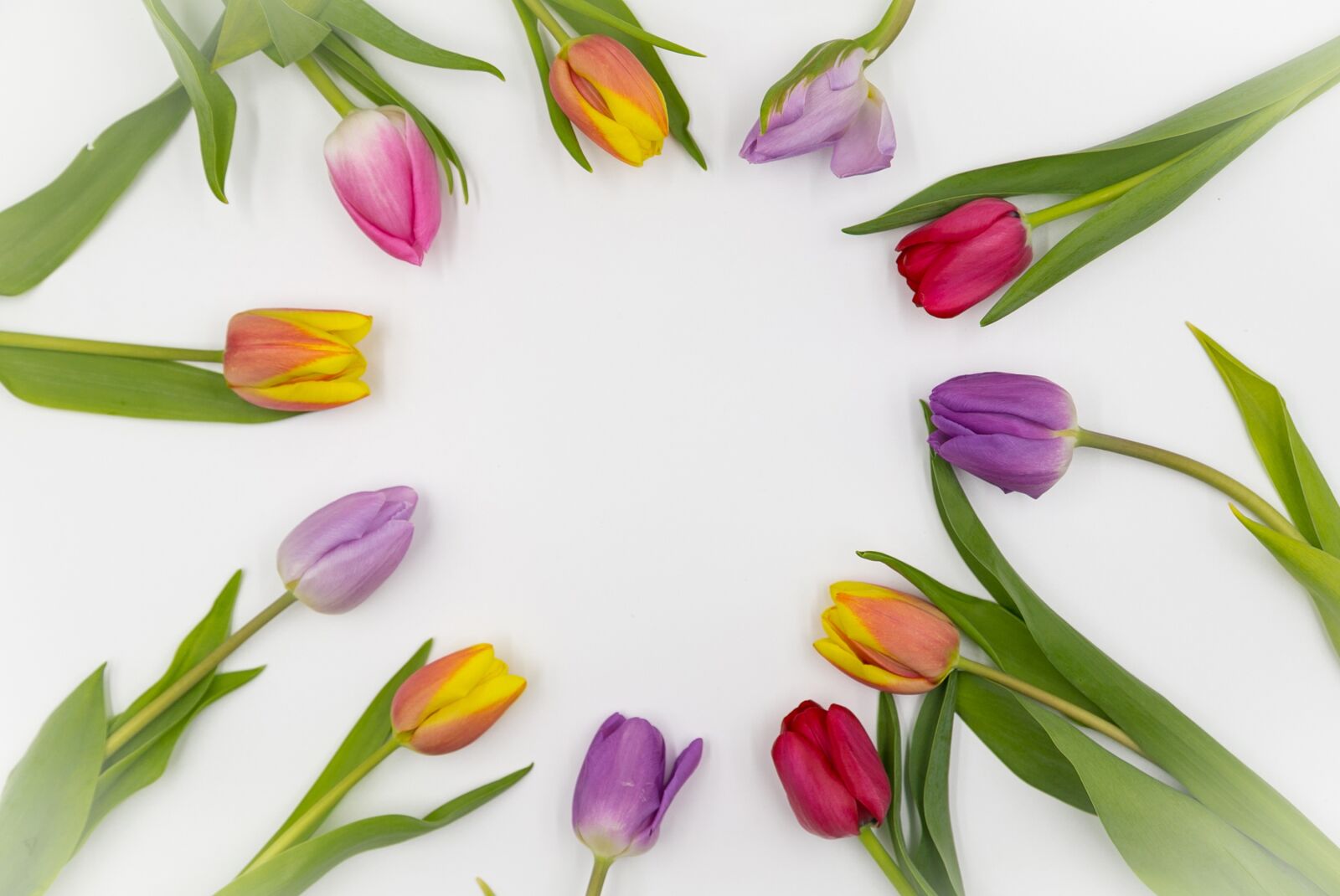 Canon EOS 6D + Canon EF 24-105mm F4L IS USM sample photo. Tulips, spring, colorful tulips photography