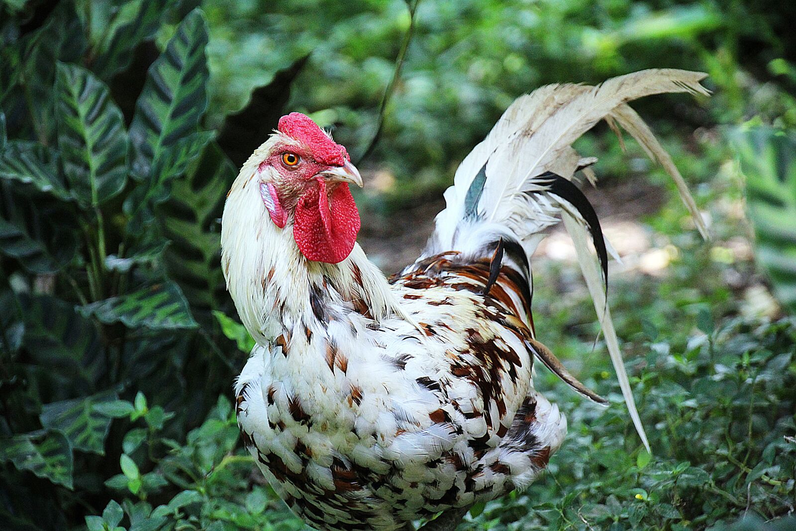 Canon EOS 700D (EOS Rebel T5i / EOS Kiss X7i) sample photo. Haan, animal portrait, nice photography