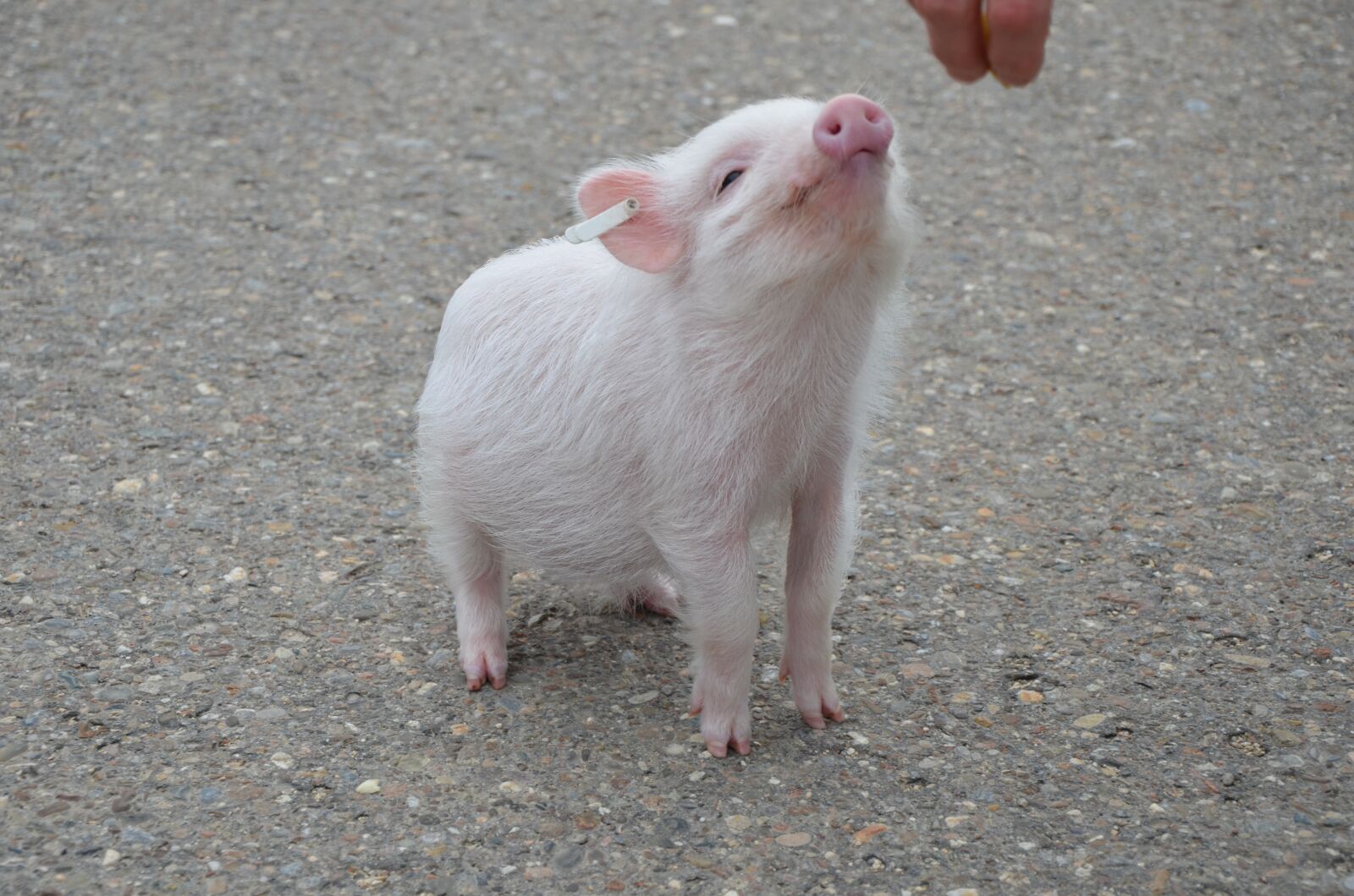 Nikon D7000 sample photo. Pig, animal, cute photography