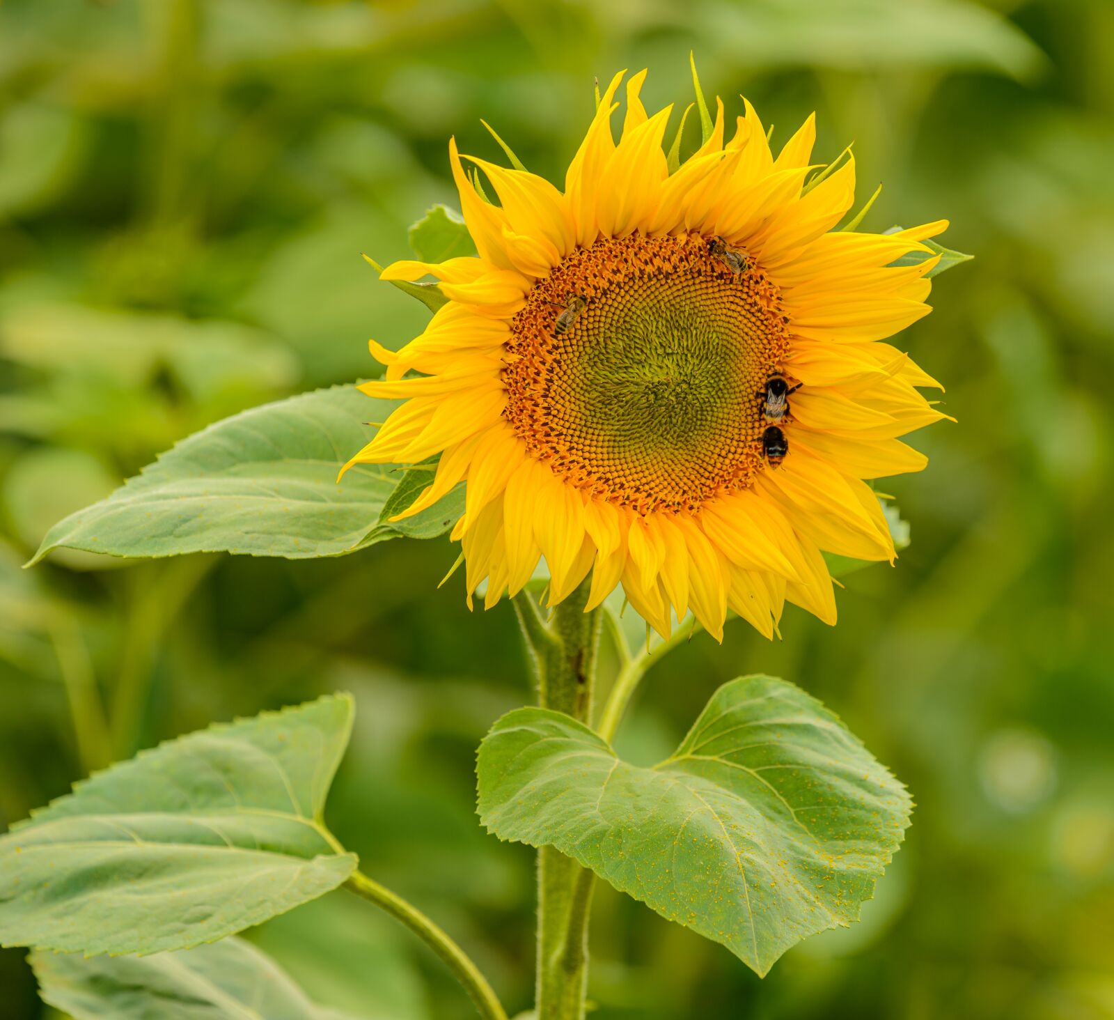 Nikon D800E sample photo. Sunflower, flower, pollination photography