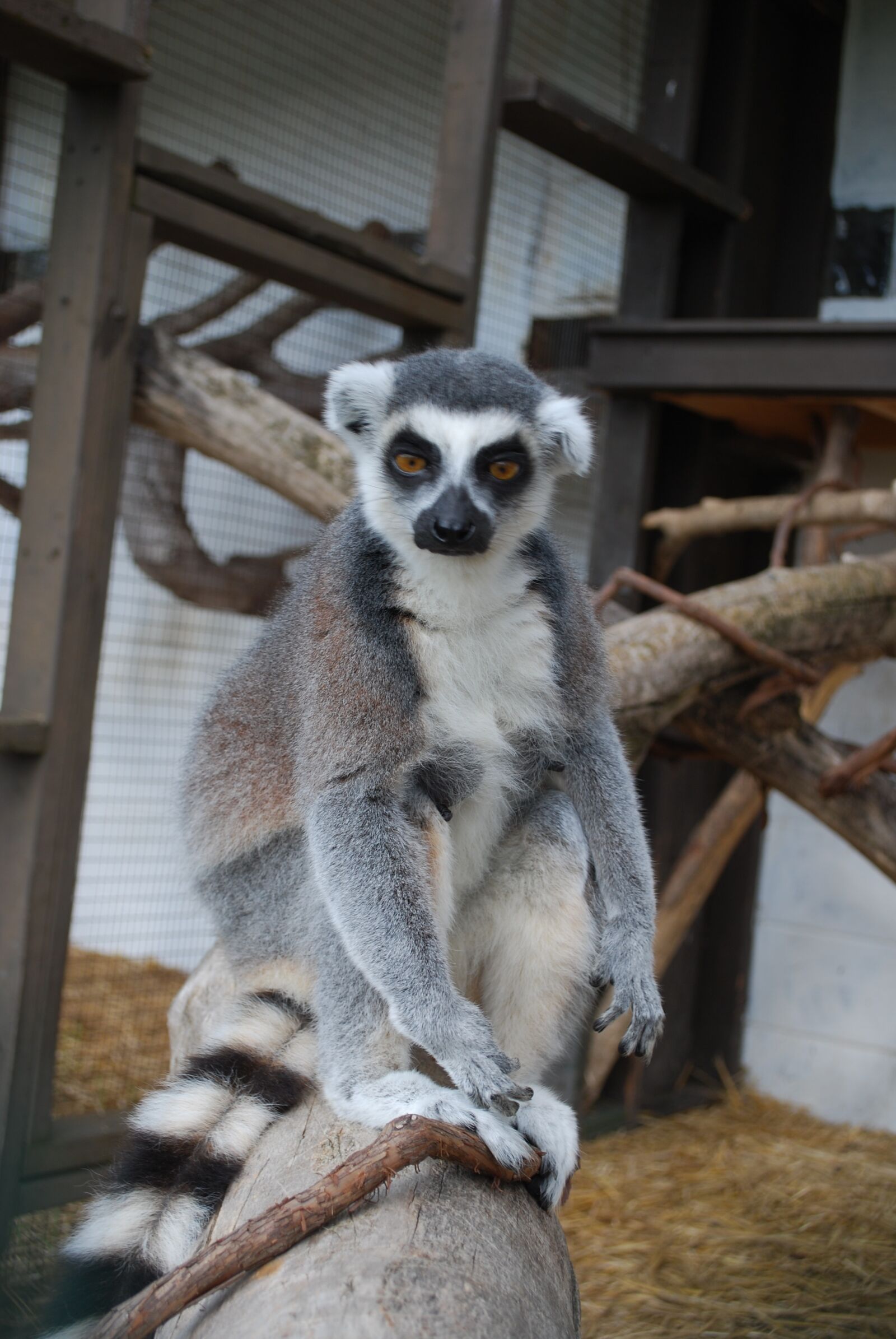 Nikon D60 sample photo. Lemur, animal, zoo photography