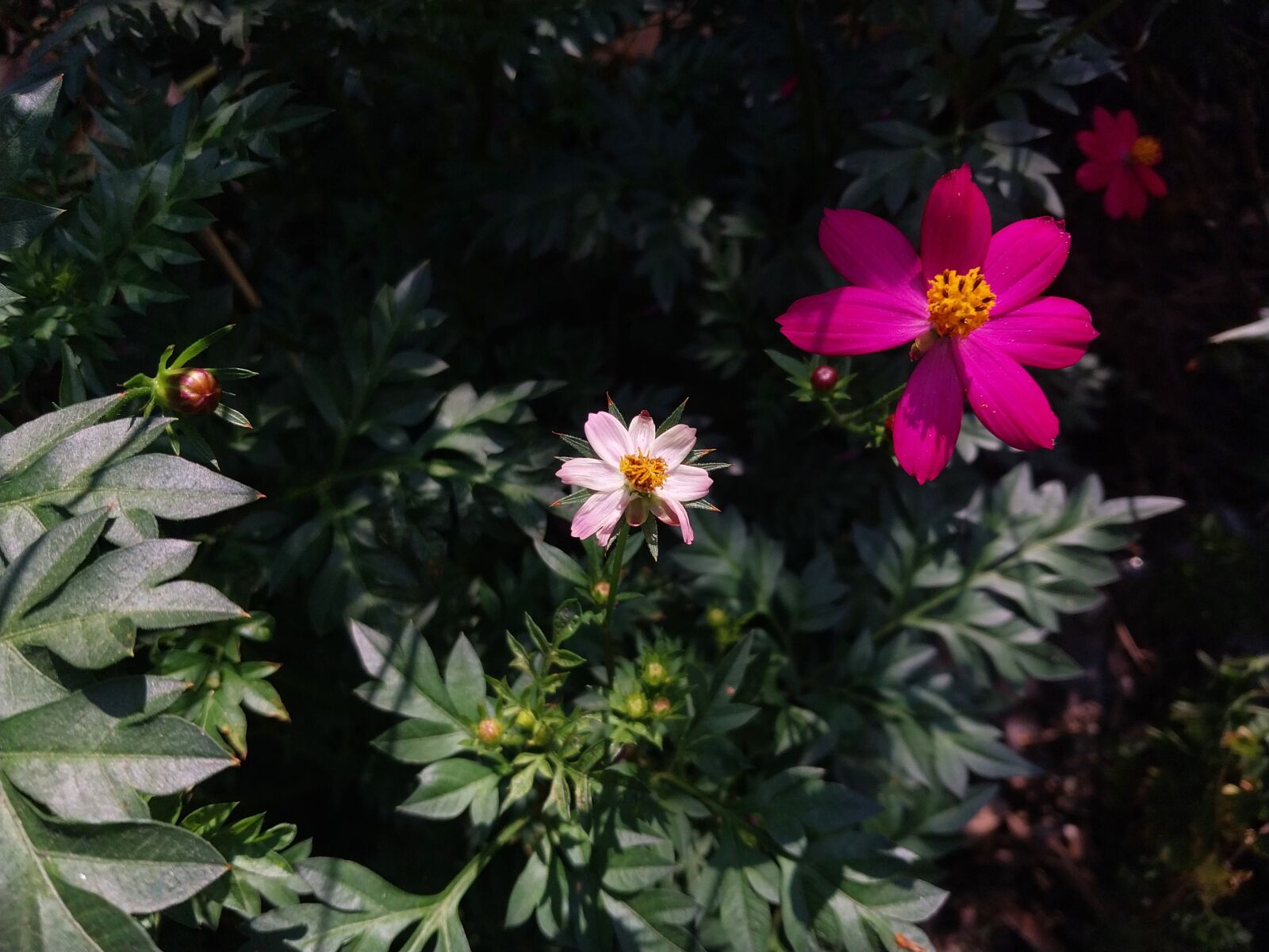 Samsung SM-A235M sample photo